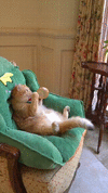 гифки-котэ-Легкая-наркомания-8174632.gif