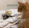 Приколы-для-даунов-разное-котэ-8181801.jpeg