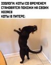 кот-наркомания-7578079.jpeg