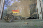 котэ-алкоголь-наркомания-помощь-4564892.jpeg