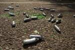 0_Laughing-Gas-Canisters.jpg 0_Laughing-Gas-Canisters.jpg