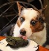 Прикольные-картинки-собака-жаба-animals-8322257.jpeg