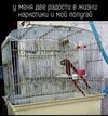 картинка-с-текстом-наркотики-попугай-8344951.jpeg