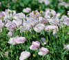 500-TASMANIAN-Purple-White-POPPY-Papaver-Somniferum-Flower-Seeds.jpg_250x250.jpg
