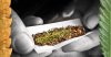 1454598378_the-complex-effects-of-nicotine-when-mixed-with-cannabis-sensi-seeds-blog-600x316.jpg