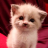 cute_kitten