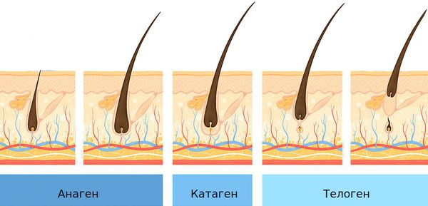 Фазы роста волоса