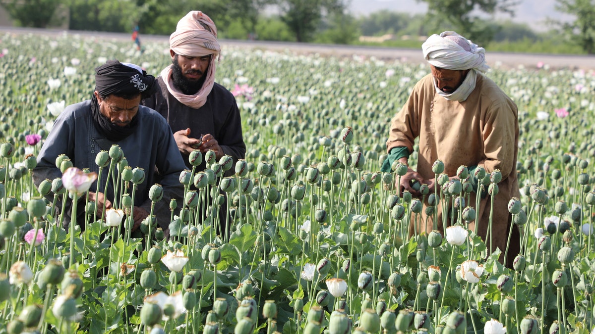 Маковое поле Афганистана и рабочие