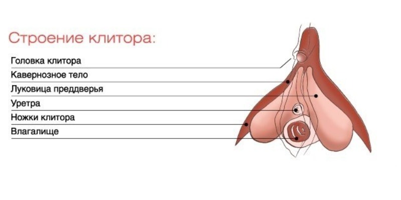 Как выглядит клитор внутри и снаружи