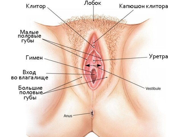 Как найти клитор