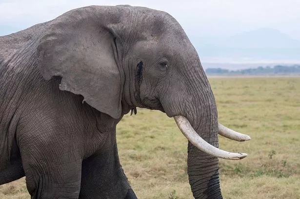Крупный план самца африканского слона (Loxodonta africana) в мусте. Крупный план самца африканского слона (Loxodonta africana) в мусте.