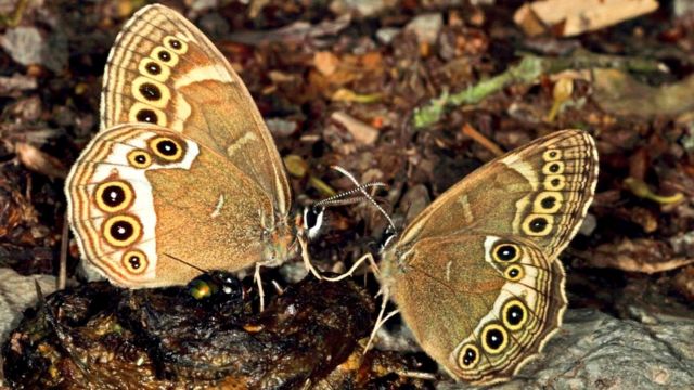 Красавицы бабочки питаются экскрементами, и их это не смущает