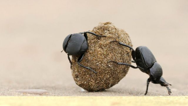 Навозные жуки катают свои шарики. А по ночам они делают это, ориентируясь по звездам