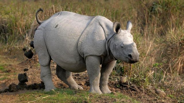 Испражняющийся носорог
