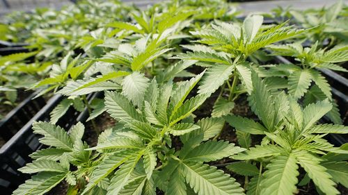 Растения марихуаны, выращенные для рынка развлечений для взрослых. В Австралии ведется борьба за легализацию этого наркотика.
