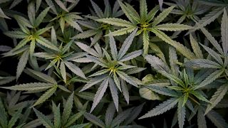 Растения марихуаны