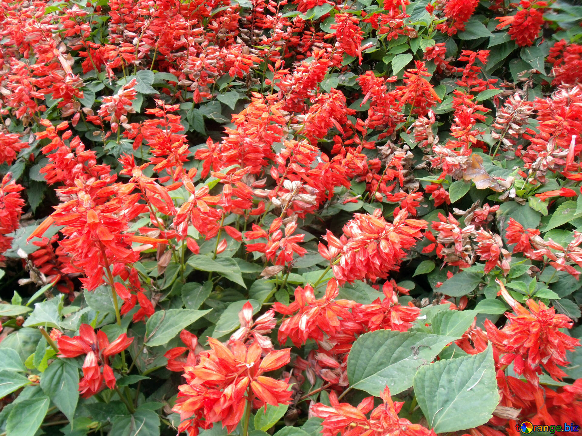 flowers-flower-bell-shaped-red-campanula-14348.jpg